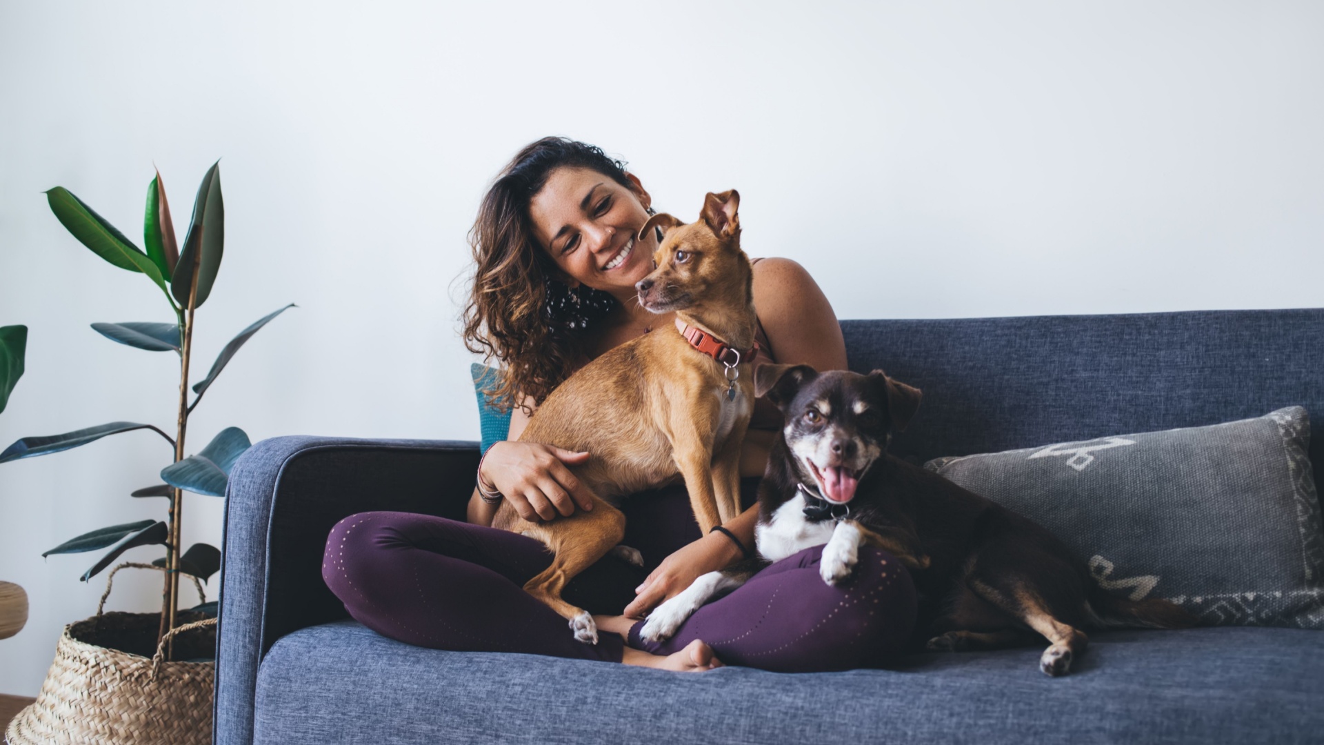 8 Ways to Rent With a Pet